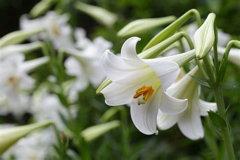 百合花|ユリ（百合）とは｜育て方がわかる植物図鑑｜みんなの趣味の園 